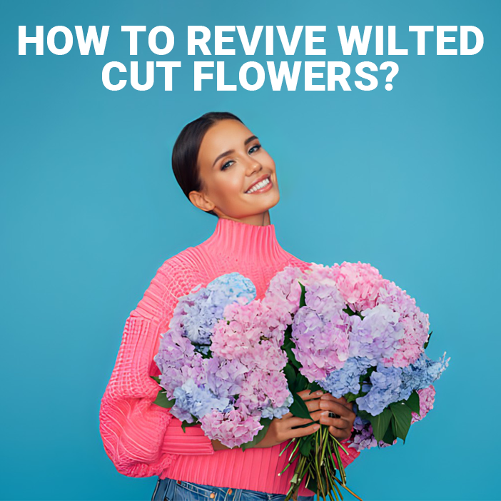 How to Revive Wilted Cut Flowers?
